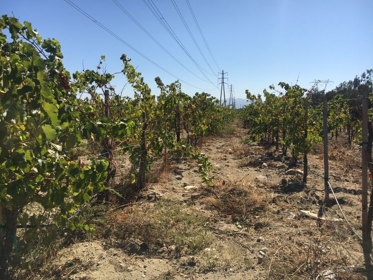 Photo of Rancho Cucamonga Vineyards