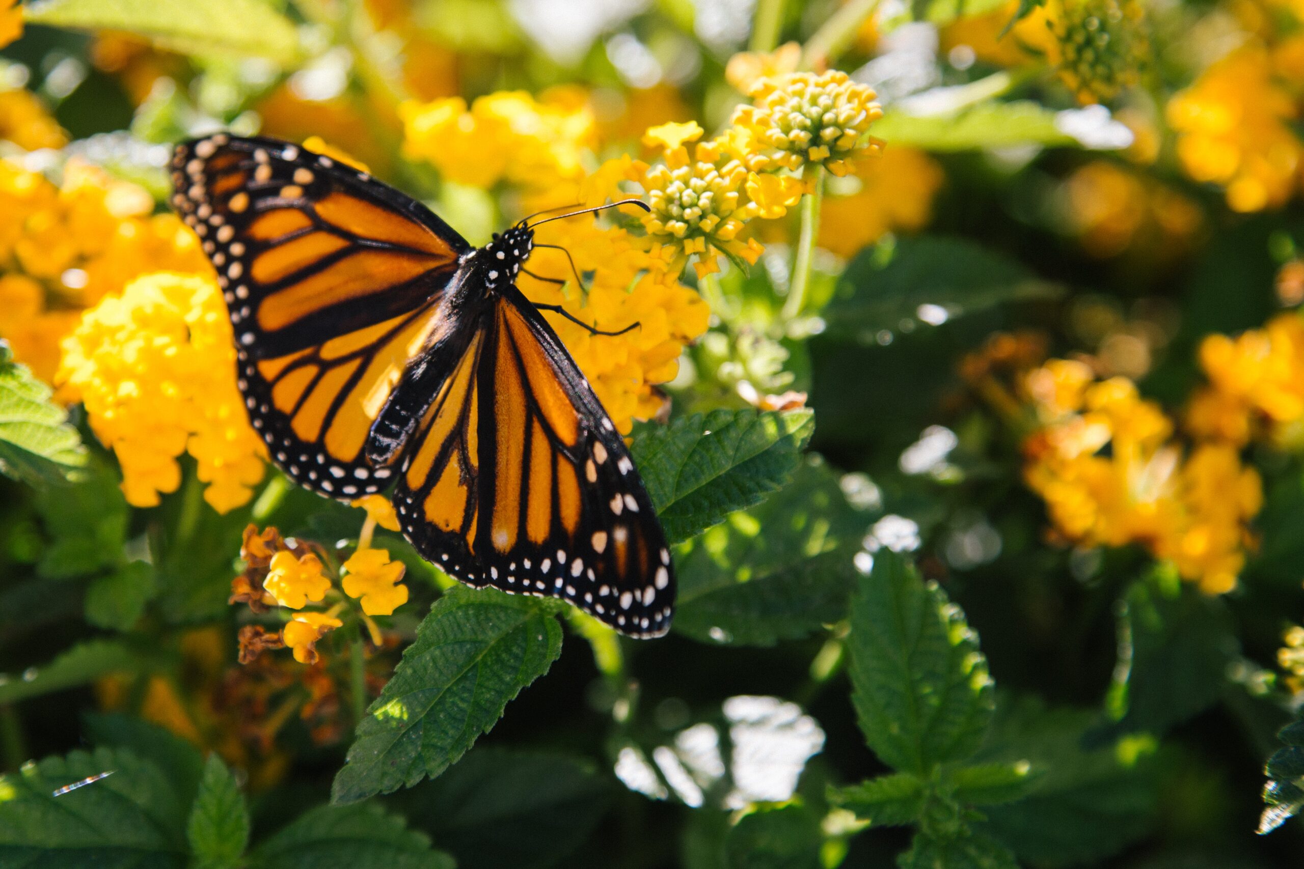 How to see blue butterflies in Palos Verdes, El Segundo - Los Angeles Times